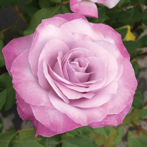 Amazon.co.jp: kokkaen: バラ苗